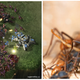 Illustration for article titled Zerg Rushes, Suicide Attacks and Splash Damage: How Real Insect Warfare is Similar to StarCraft